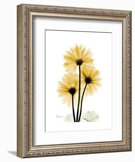 Golden Gerbera-Albert Koetsier-Framed Art Print