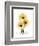 Golden Gerbera-Albert Koetsier-Framed Art Print