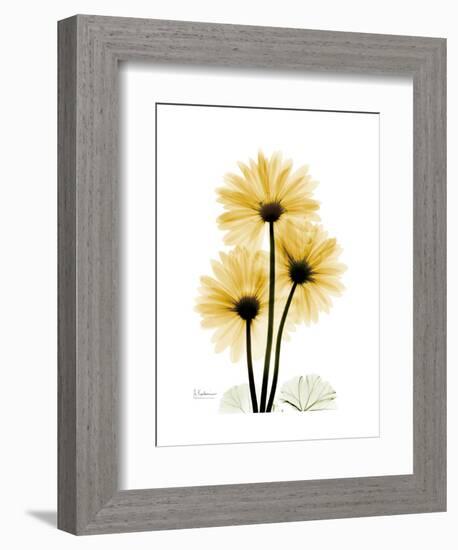 Golden Gerbera-Albert Koetsier-Framed Art Print