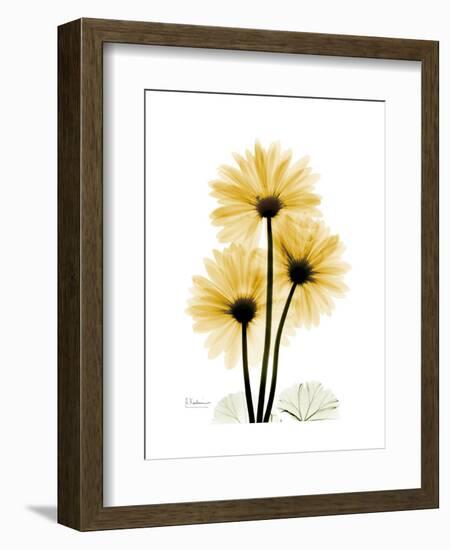 Golden Gerbera-Albert Koetsier-Framed Art Print