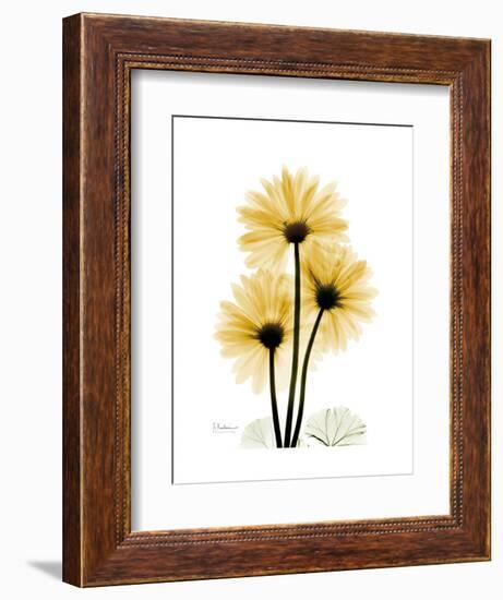 Golden Gerbera-Albert Koetsier-Framed Art Print