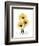 Golden Gerbera-Albert Koetsier-Framed Art Print