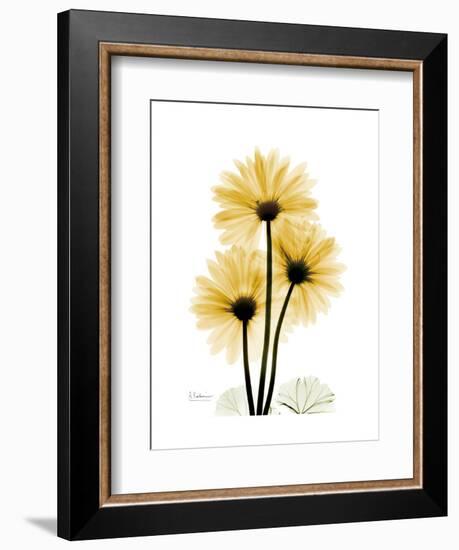 Golden Gerbera-Albert Koetsier-Framed Art Print