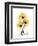 Golden Gerbera-Albert Koetsier-Framed Art Print