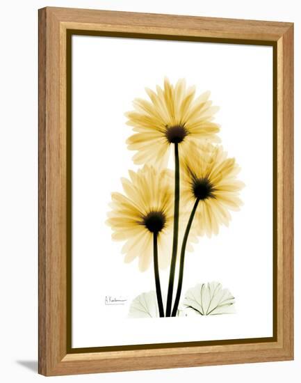 Golden Gerbera-Albert Koetsier-Framed Stretched Canvas