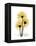 Golden Gerbera-Albert Koetsier-Framed Stretched Canvas