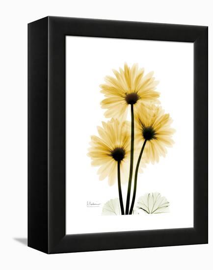 Golden Gerbera-Albert Koetsier-Framed Stretched Canvas