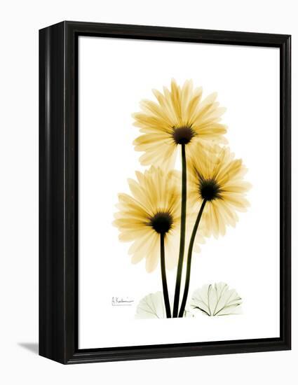 Golden Gerbera-Albert Koetsier-Framed Stretched Canvas