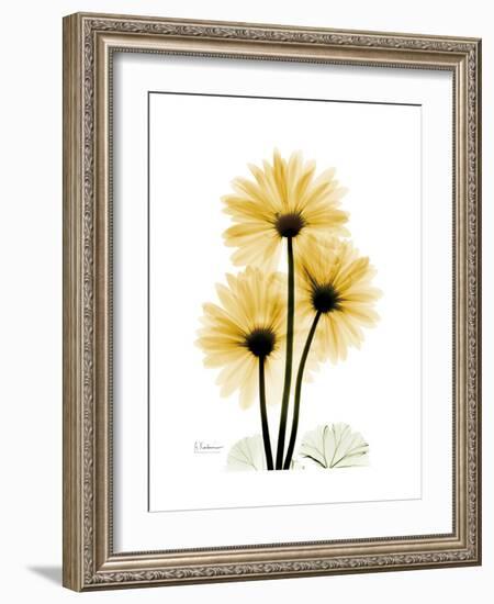 Golden Gerbera-Albert Koetsier-Framed Premium Giclee Print