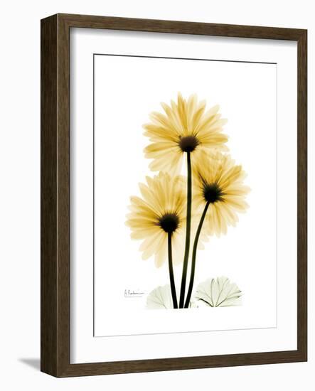 Golden Gerbera-Albert Koetsier-Framed Premium Giclee Print