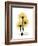 Golden Gerbera-Albert Koetsier-Framed Premium Giclee Print