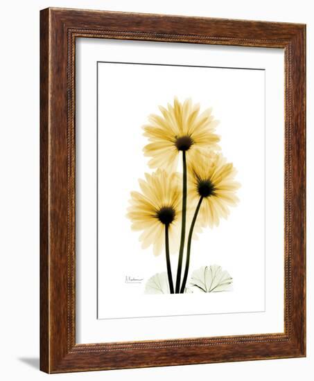 Golden Gerbera-Albert Koetsier-Framed Premium Giclee Print