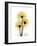 Golden Gerbera-Albert Koetsier-Framed Premium Giclee Print