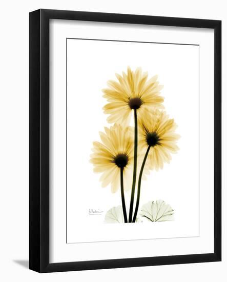 Golden Gerbera-Albert Koetsier-Framed Premium Giclee Print