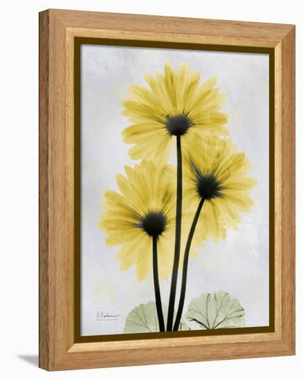 Golden Gerbera-Albert Koetsier-Framed Stretched Canvas