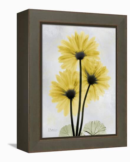 Golden Gerbera-Albert Koetsier-Framed Stretched Canvas