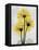 Golden Gerbera-Albert Koetsier-Framed Stretched Canvas