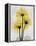 Golden Gerbera-Albert Koetsier-Framed Stretched Canvas