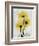 Golden Gerbera-Albert Koetsier-Framed Premium Giclee Print