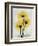 Golden Gerbera-Albert Koetsier-Framed Premium Giclee Print