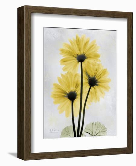 Golden Gerbera-Albert Koetsier-Framed Premium Giclee Print