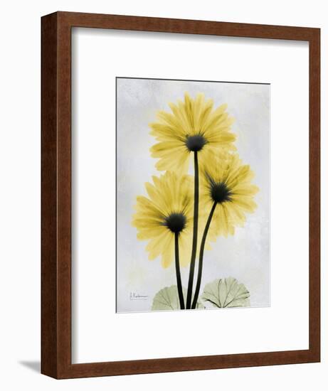 Golden Gerbera-Albert Koetsier-Framed Premium Giclee Print