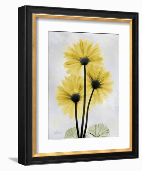 Golden Gerbera-Albert Koetsier-Framed Premium Giclee Print