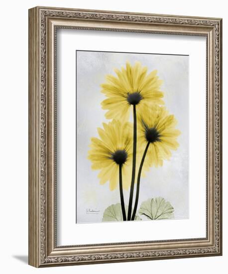 Golden Gerbera-Albert Koetsier-Framed Art Print