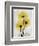 Golden Gerbera-Albert Koetsier-Framed Art Print