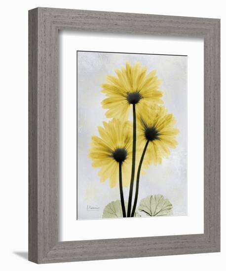 Golden Gerbera-Albert Koetsier-Framed Art Print