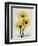 Golden Gerbera-Albert Koetsier-Framed Art Print