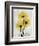 Golden Gerbera-Albert Koetsier-Framed Art Print