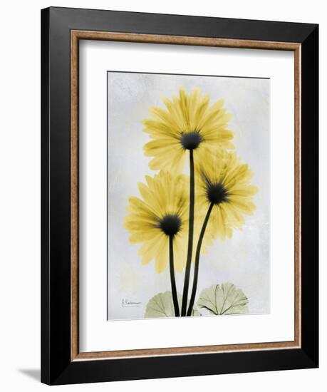 Golden Gerbera-Albert Koetsier-Framed Art Print