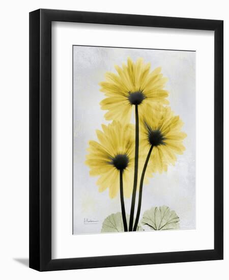 Golden Gerbera-Albert Koetsier-Framed Art Print