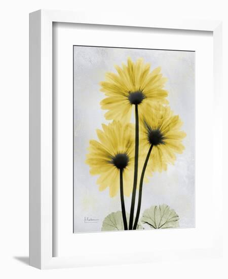 Golden Gerbera-Albert Koetsier-Framed Art Print