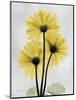 Golden Gerbera-Albert Koetsier-Mounted Art Print