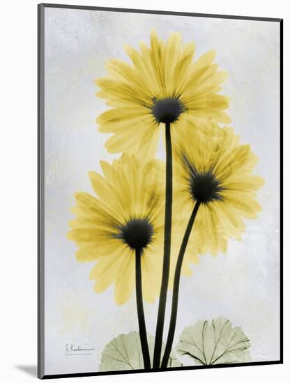 Golden Gerbera-Albert Koetsier-Mounted Art Print