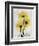 Golden Gerbera-Albert Koetsier-Framed Art Print