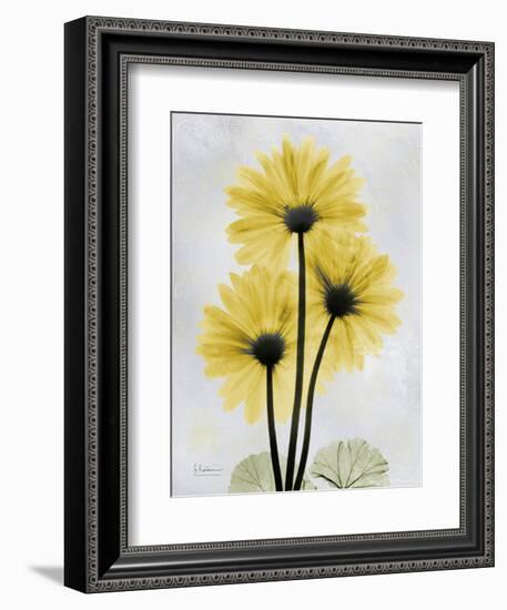 Golden Gerbera-Albert Koetsier-Framed Art Print