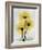 Golden Gerbera-Albert Koetsier-Framed Premium Giclee Print