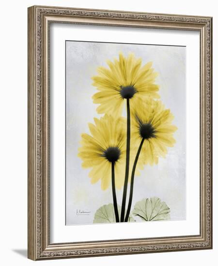 Golden Gerbera-Albert Koetsier-Framed Premium Giclee Print