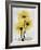 Golden Gerbera-Albert Koetsier-Framed Premium Giclee Print