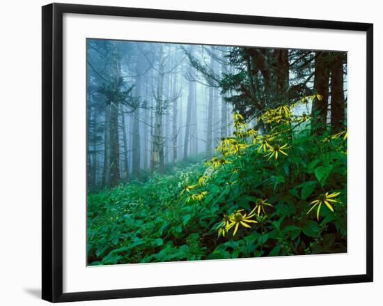 Golden-Glow Flowers, Great Smoky Mountains National Park, North Carolina, USA-Adam Jones-Framed Photographic Print