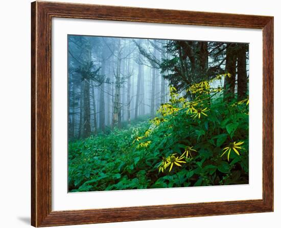 Golden-Glow Flowers, Great Smoky Mountains National Park, North Carolina, USA-Adam Jones-Framed Photographic Print