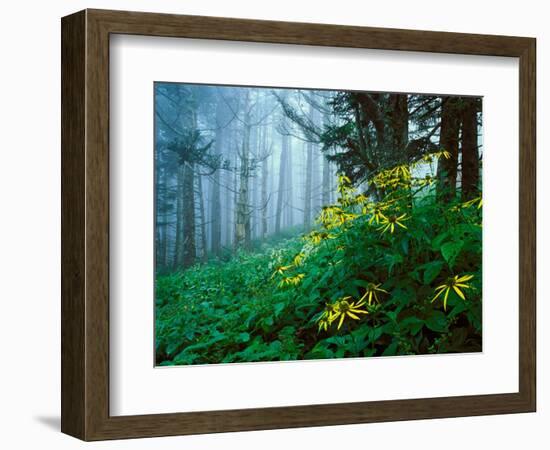 Golden-Glow Flowers, Great Smoky Mountains National Park, North Carolina, USA-Adam Jones-Framed Photographic Print