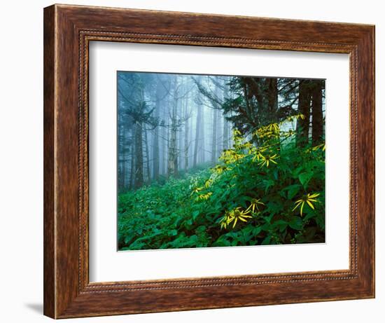 Golden-Glow Flowers, Great Smoky Mountains National Park, North Carolina, USA-Adam Jones-Framed Photographic Print