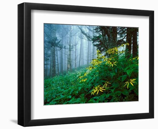 Golden-Glow Flowers, Great Smoky Mountains National Park, North Carolina, USA-Adam Jones-Framed Photographic Print