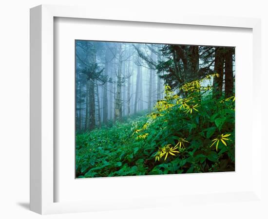 Golden-Glow Flowers, Great Smoky Mountains National Park, North Carolina, USA-Adam Jones-Framed Photographic Print