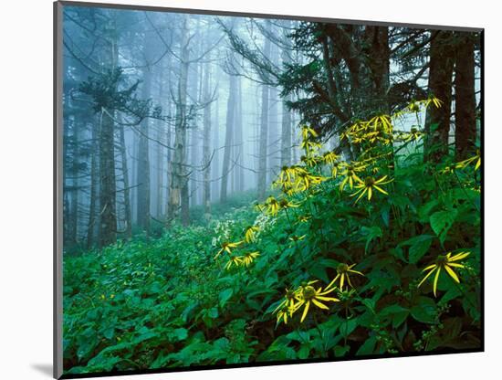 Golden-Glow Flowers, Great Smoky Mountains National Park, North Carolina, USA-Adam Jones-Mounted Photographic Print