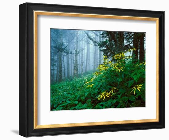Golden-Glow Flowers, Great Smoky Mountains National Park, North Carolina, USA-Adam Jones-Framed Photographic Print